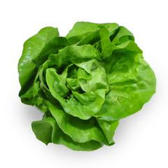 LETTUCE BUTTER LEAVES.